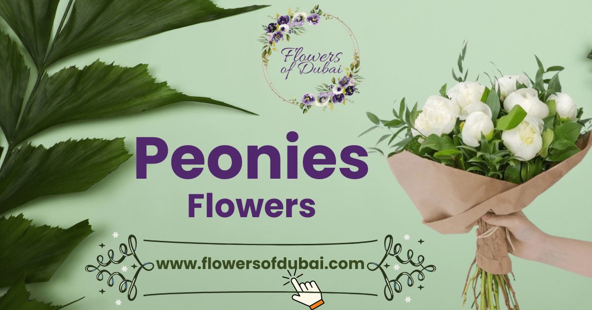 Peonies Dubai - Peony Flowers