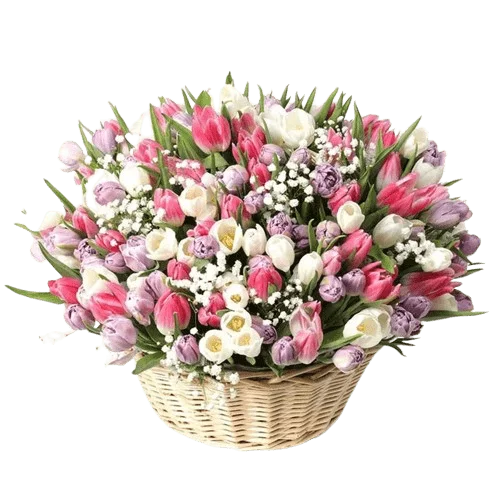 Magnificent 201 Tulips Basket - Basket Flower