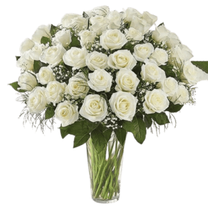 Peaceful 50 White Roses In Vase