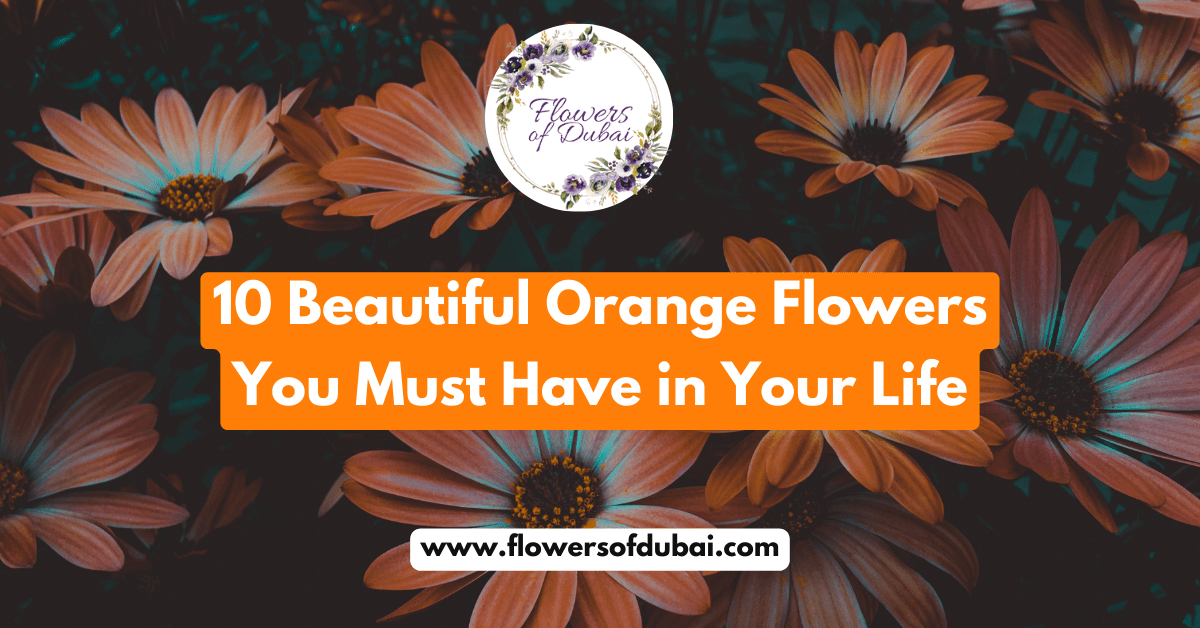 10 Beautiful Orange Flowers You Must Have in Your Life