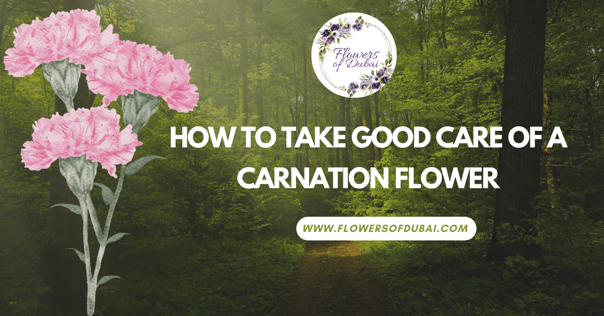 How to take good care of a carnation flowers