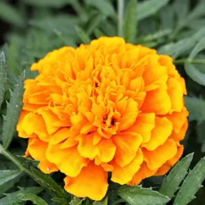 Marigold