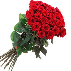 Beautiful Red Roses