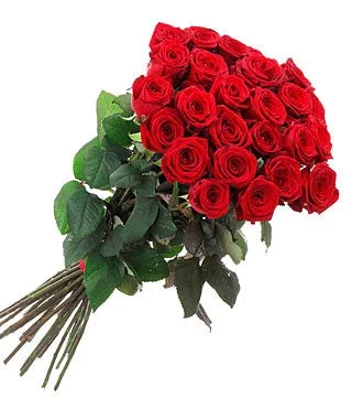 Beautiful Red Roses
