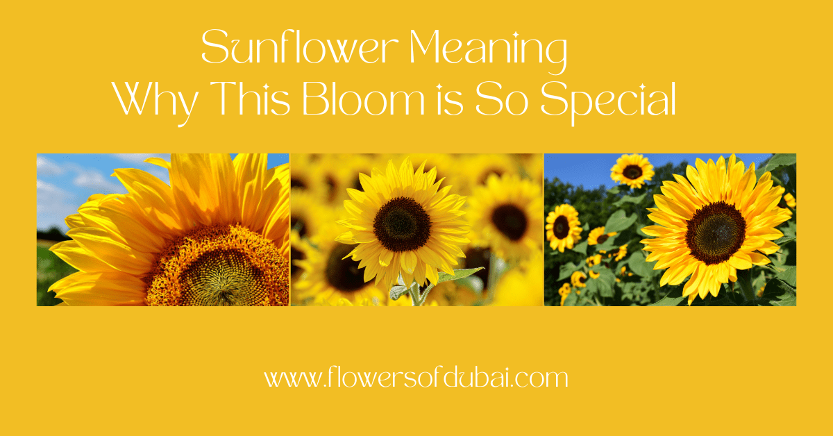 Sunflower Meaning - Why This Bloom is So Special